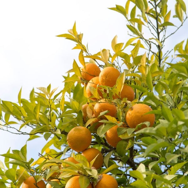 Fresh Valencia oranges from Sharbatly, 2 kg bag, ideal for juice, with bright orange skin and plump, juicy fruit.