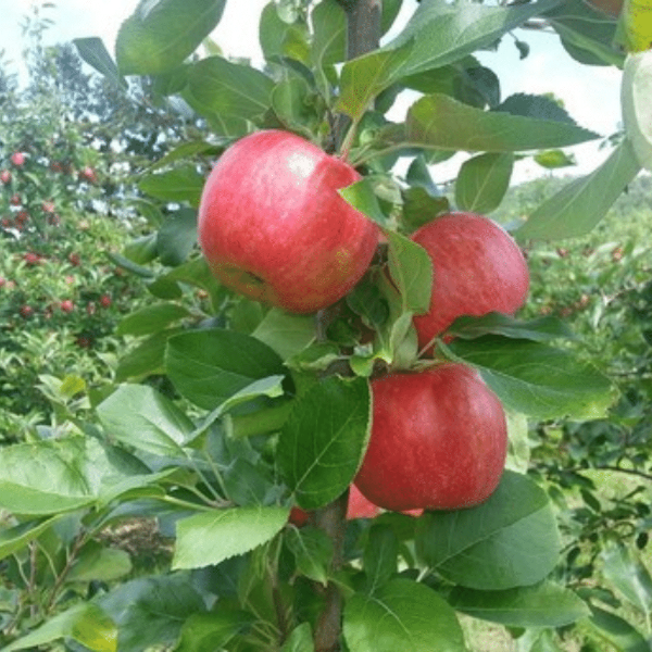 Fresh Pink Lady apples from Sharbatly, 1 kg pack, showcasing vibrant, crisp apples with smooth pink skin.