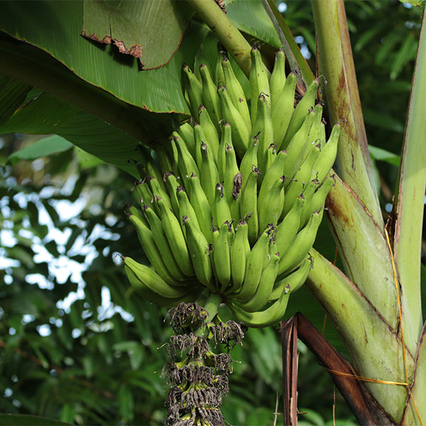 Fresh Nendran Kerala bananas from India in a 1 kg bunch, vibrant yellow fruit shown in natural outdoor setting.