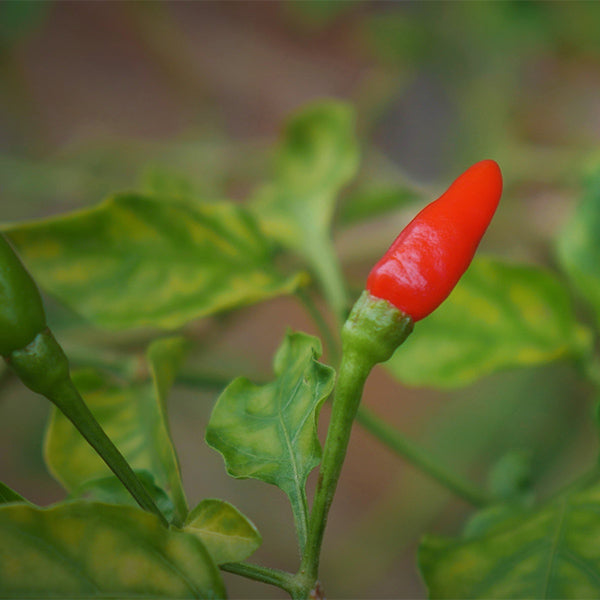 Red baby Thai chilies in a 0.1 kg pack, fresh Thai vegetable with vibrant color and small, spicy peppers.