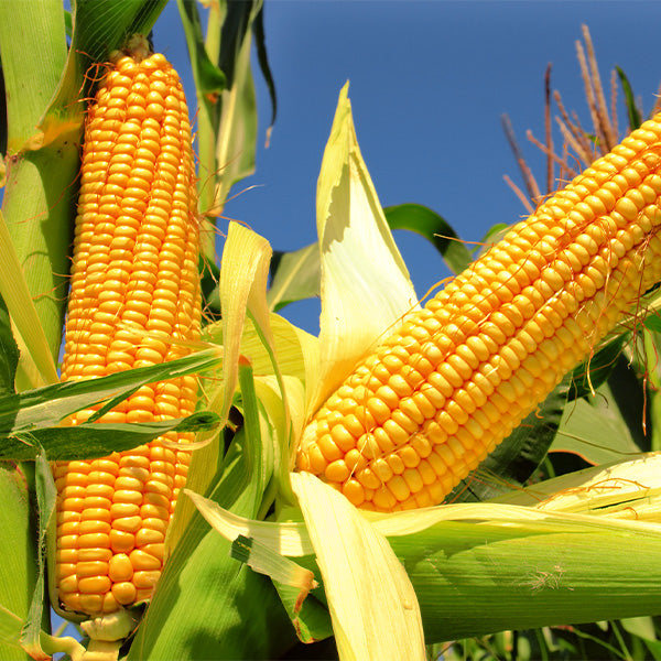 Two fresh Holland corn on the cob pieces in their natural state, showcasing vibrant yellow kernels and green husks.