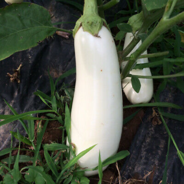 Fresh white eggplants in a 1 kg pack from Local Market, showcasing smooth, shiny vegetable with green stems on a white background.