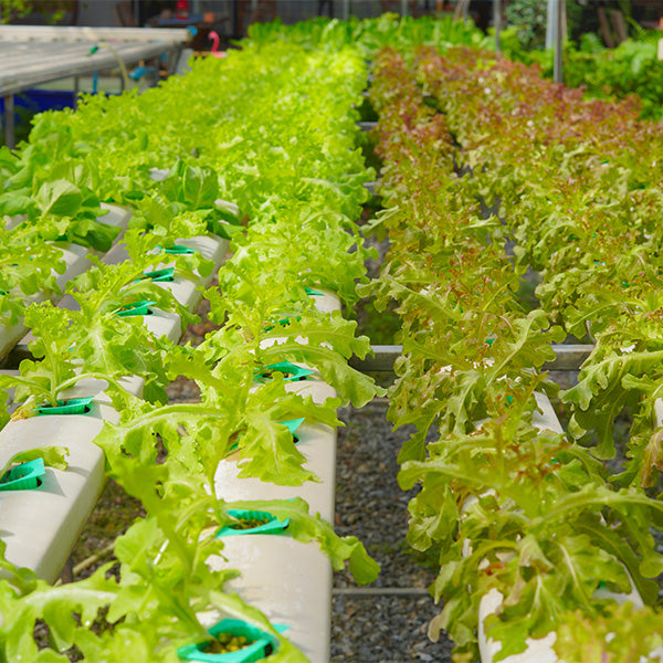 Fresh Holland mesclun lettuce in a 0.125 kg pack, vibrant mixed leafy vegetable for salads and healthy meals.