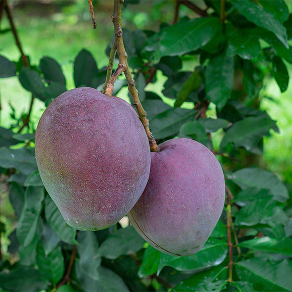 Holland Mango Tommy Atkins for juice, 2 kg pack, fresh and ripe tropical fruit with orange skin and green highlights.