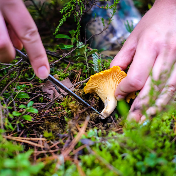 Wild Chanterelle mushrooms in a 0.1 kg pack, fresh Holland vegetable product shown in natural outdoor setting.