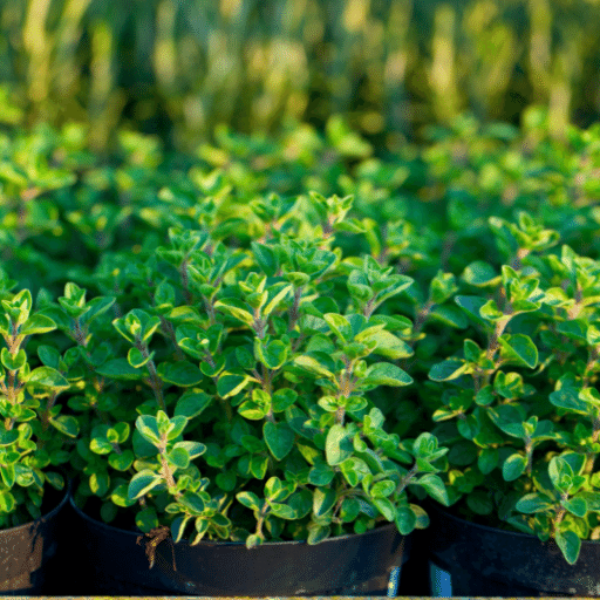 Organic oregano herb plant in a pot from Blue Field, showcasing fresh green leaves and healthy growth.