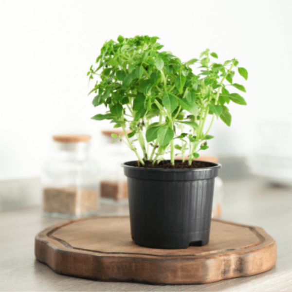 Organic Blue Field oregano herb plant in a pot, showcasing lush green leaves on a single potted herb plant.