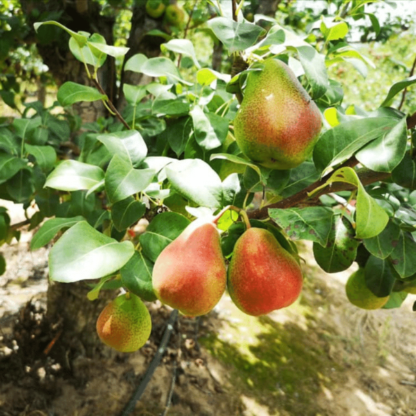 Fresh Forelle pears from Sharbatly in a 1 kg pack, showing their smooth yellow-green skin and ripe, juicy appearance.