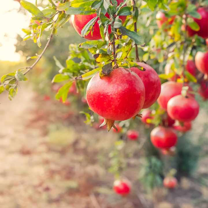 Fresh pomegranates from Sharbatly in a 2 kg carton, showcasing vibrant, ripe fruit ready for eating or juicing.