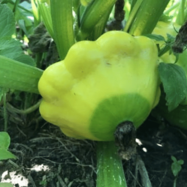 Fresh green patty pan squash from Holland, showing round vegetables with scalloped edges in a 0.2 kg pack.