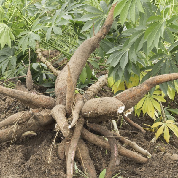 Fresh tapioca, yuca, and cassava roots in a 2 kg pack from Local Market, showcasing their starchy, fibrous texture.