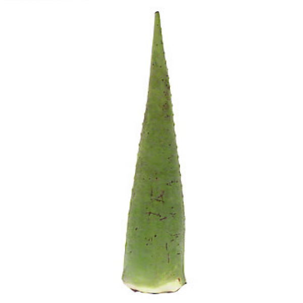 صبار | Aloe vera large leaf, single piece