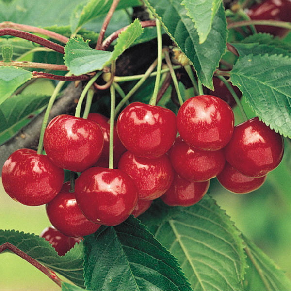 Fresh red cherries from Sharbatly in a 5 kg carton, showcasing ripe, juicy cherries with green stems and vibrant color.