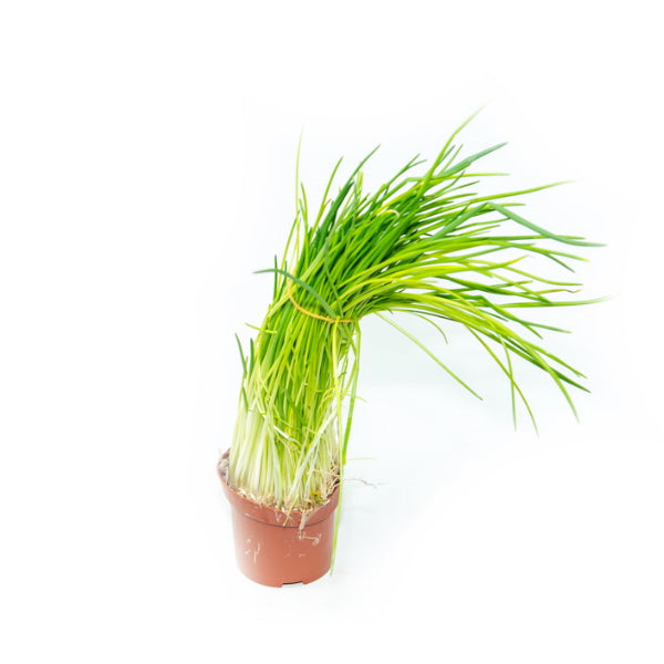 Organic Blue Field chives herb plant in a pot, fresh green single chive blade on a white background.