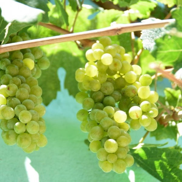 Fresh white seedless Cotton Candy grapes from Sharbatly in a 1 kg punnet, showcasing plump, translucent grapes with a smooth skin.