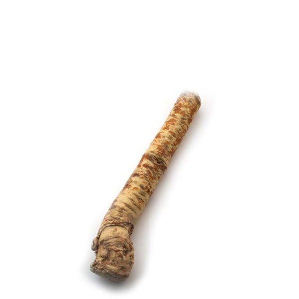 Fresh single piece of Holland horseradish vegetable with rough, brown skin and white interior, ready for culinary use.