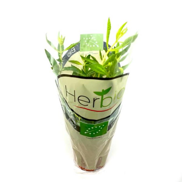 Organic Blue Field oregano herb plant in a pot, fresh green leaves on a single plant for culinary use.