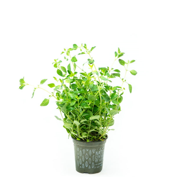 Organic Blue Field oregano herb plant in a pot, fresh and healthy, ready for culinary use.