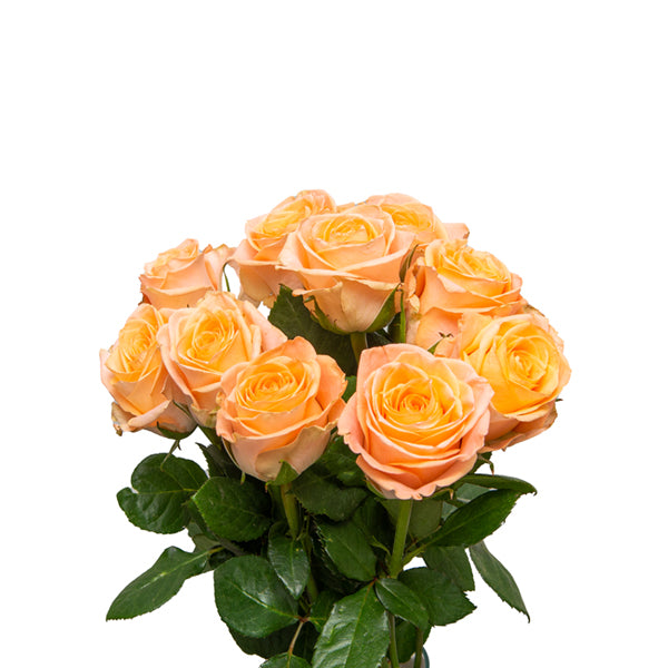 Roses, Mayfair-Peach, 10 Stems | Sharbatly.Club