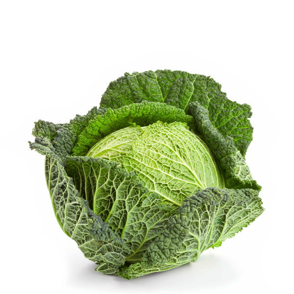 Fresh Holland savoy cabbage, single vegetable piece showing leafy, crinkled green exterior on a neutral background.