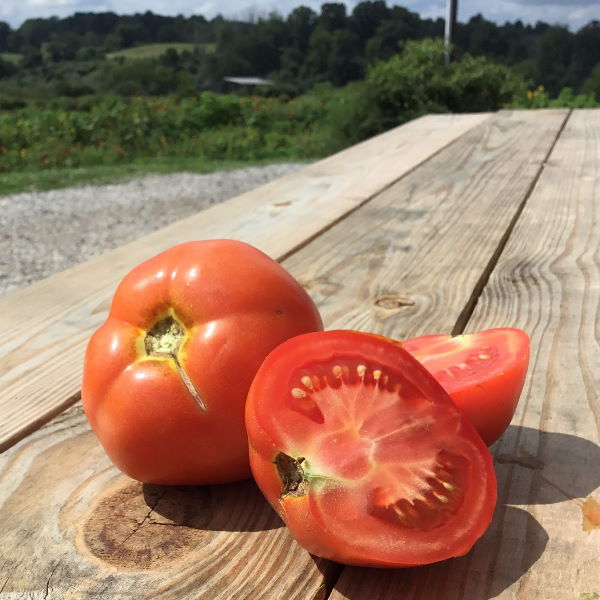 Fresh round hydroponic tomatoes from Mahasil in a 3 kg carton, showcasing vibrant red vegetables for healthy eating.
