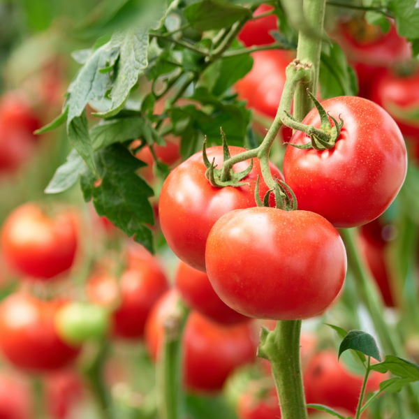 Fresh round tomatoes in a 1 kg pack from Local Market, showcasing bright red, ripe vegetables on a market display.