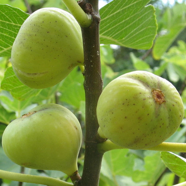 White figs from Sharbatly in a 1 kg carton, fresh and ripe, showcasing their smooth white skin and plump shape.