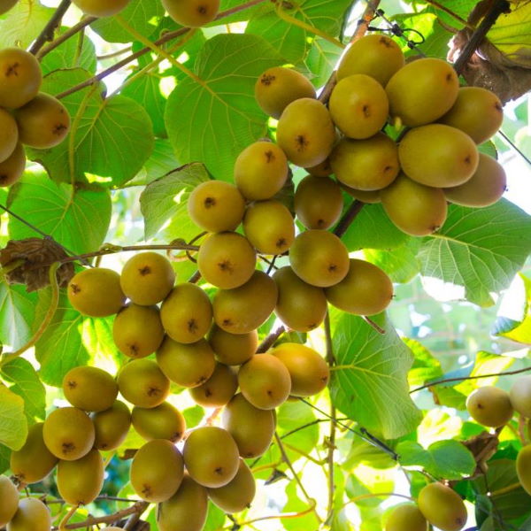 Yellow Sungold kiwifruits by Zespri in a 1 kg package, fresh and ripe, showcasing vibrant yellow skin and smooth texture.